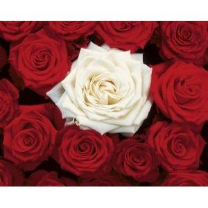 POSTER BED OF ROSES 40.6 X 50.8 CM