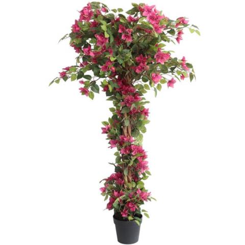 Bougainvillea Np_34_160 Υψος 160Cm Newplan