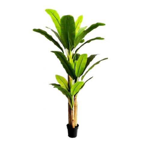 Διακοσμητικό Φυτό Banana Tree Np017_240_22 Ύψος 240Cm Newplan