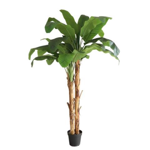 Διακοσμητικό Φυτό Banana Tree Np707_240 Ύψος 240Cm Newplan